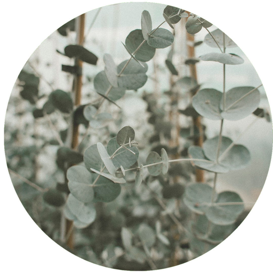 Essential Oils Eucalyptus Benefits Aromanthi Blog