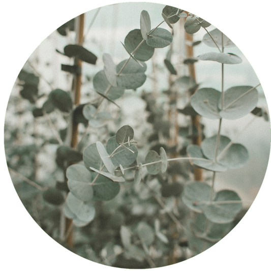 Essential Oils Eucalyptus Benefits Aromanthi Blog