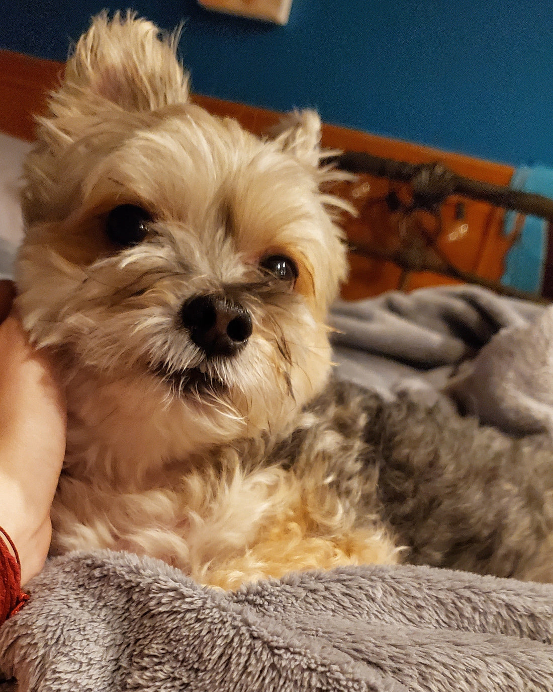 5 Essential Oils Dangerous For Dogs - Aromanthi Wellness Blog