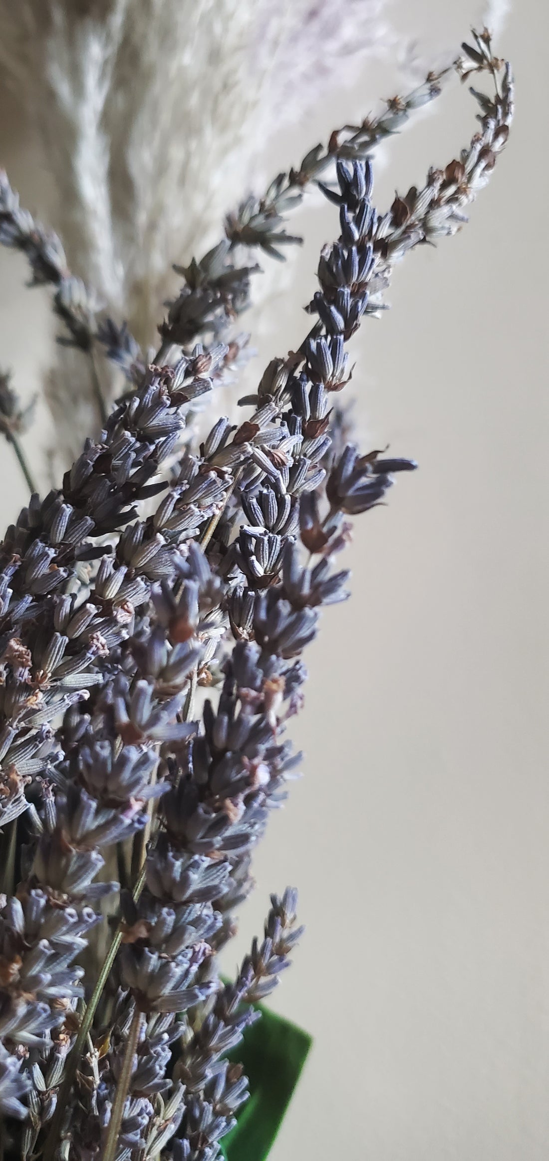 Essential Oil Lavender Benefits by Aromanthi Wellness Blog