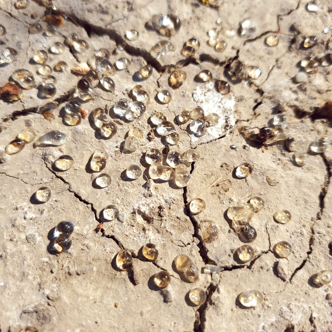 9 Therapeutic Benefits of Mastiha from Chios Aromanthi Blog